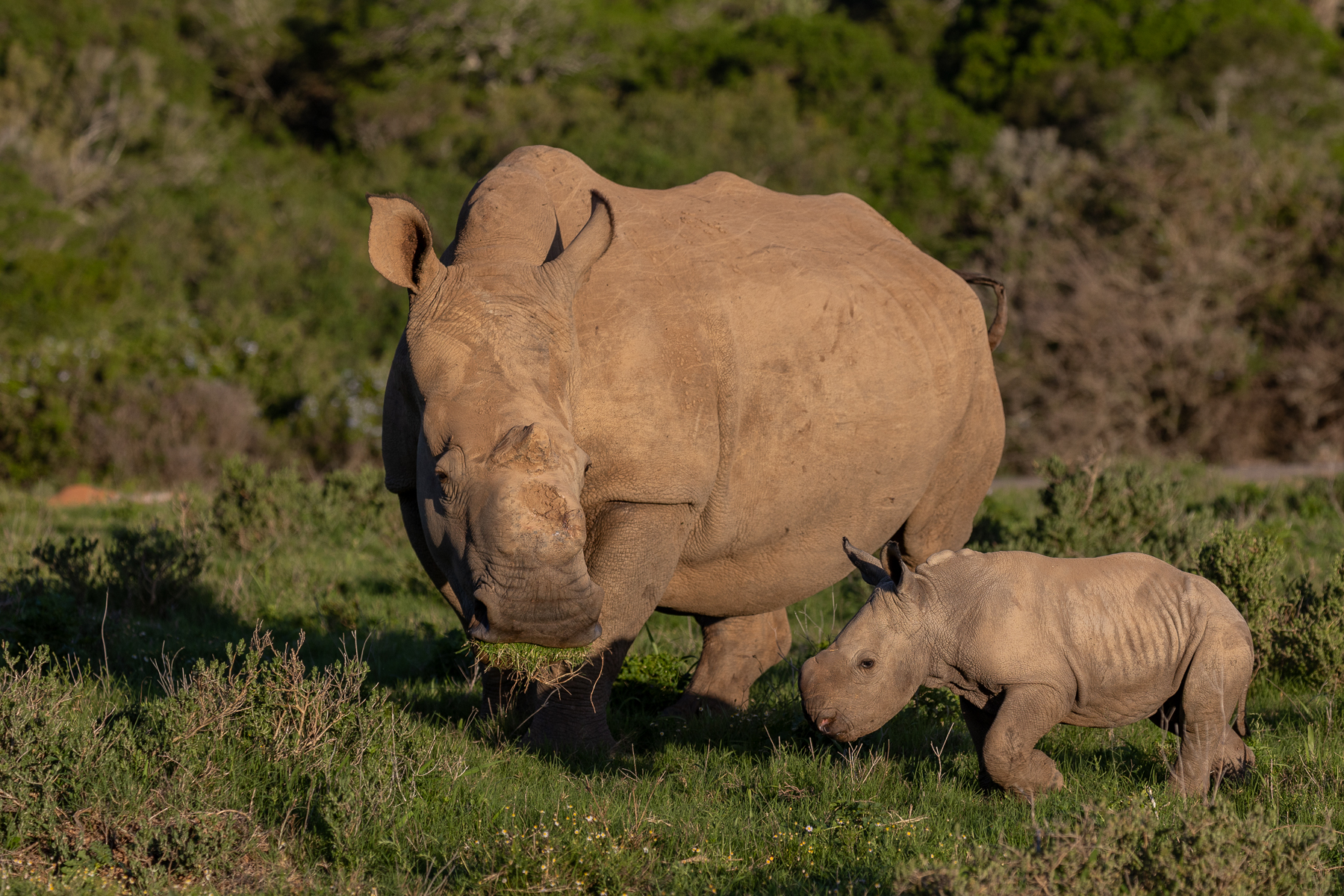 Celebrating the birth of thandi’s sixth calf